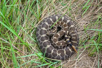 Eastern Massasauga Rattlesnake (Sistrurus catenatus) tightly coiled in open grassland, its rattle clearly visible and distinctive dorsal patterning on full display — EDGE Engineering conducts permitted surveys and habitat assessments for this threatened rattlesnake species to support Endangered Species Act compliance across the Great Lakes region.