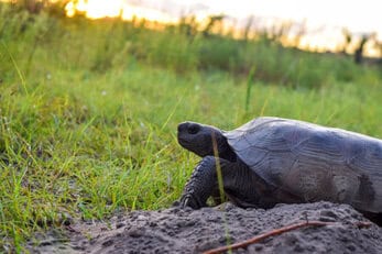 Gopher Tortoise (Gopherus polyphemus) emerging from its burrow entrance at sunset in a sandy grass habitat — federally threatened keystone species requiring pe…Gopher Tortoise (Gopherus polyphemus) emerging from its burrow entrance at sunset in a sandy grass habitat — federally threatened keystone species requiring permitted burrow surveys, scoping, and relocation services by EDGE Engineering herpetologists for construction and development projects in the southeastern U.S.