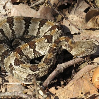 Timber Rattlesnake (Crotalus horridus) coiled on a dry leaf-covered forest floor in full sunlight, its bold brown and tan banded pattern clearly visible — Ohio endangered species requiring qualified herpetologist survey and habitat assessment for construction and development projects.