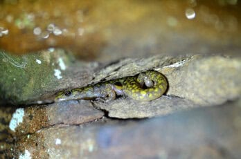 Green Salamander (Aneides aeneus) sheltering in a narrow rock crevice at a wet sandstone outcrop in southern Ohio — illustrating the species' rock face habitat specialization that requires qualified herpetologist evaluation for construction and development projects.