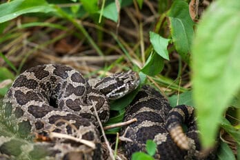 Eastern Massasauga Rattlesnake (Sistrurus catenatus) coiled among green vegetation and leaf litter on the forest floor, its brown and tan blotched pattern providing natural camouflage — federally threatened species requiring authorized habitat assessments and visual encounter surveys by EDGE Engineering for ESA project permitting in the Great Lakes region.