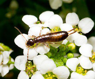 earwig
