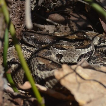 Timber Rattlesnake (Crotalus horridus) coiled and camouflaged among leaf litter and forest debris in its natural southeastern Ohio habitat, demonstrating the species' cryptic coloring that makes visual encounter surveys challenging — EDGE Engineering wildlife assessment photography.