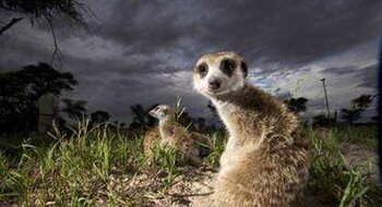 Su Animal Planet: "Into the Wild" dedicato agli animali selvaggi nei luoghi più spettacolari del pianeta | Digitale terrestre: Dtti.it