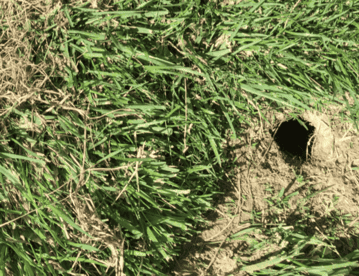 Vole Hole