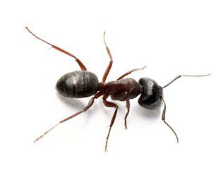 black ant