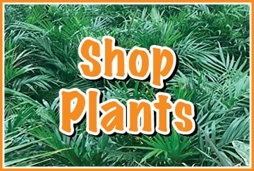 A vibrant green plant with 'Shop Plants' text overlay in orange and white.