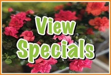 Bright pink flowers with 'View Specials' text overlaid in green and white.