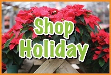 Festive poinsettias with 'Shop Holiday' text for seasonal shopping.