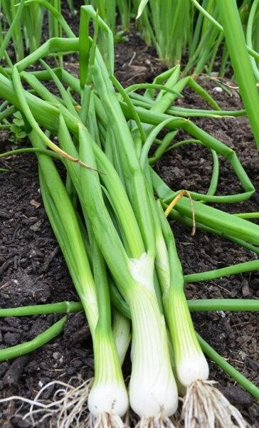 Spring Onion 'White Lisbon'
