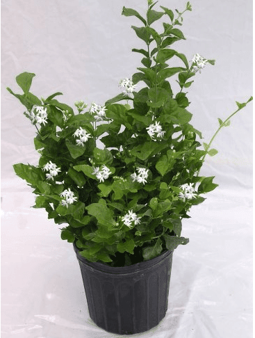 A potted plant with green leaves and small white flowers.