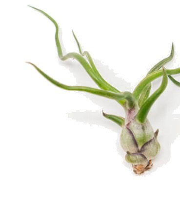Close-up of a small air plant with green leaves on white background.