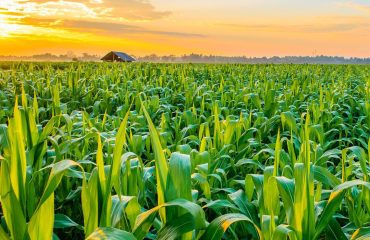 Crops for the future - FLOGMA