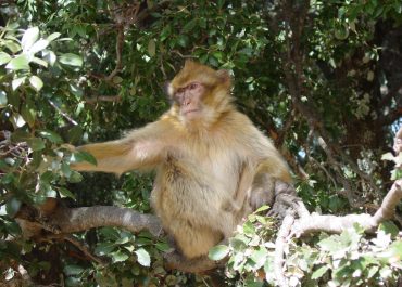 El Bosque de los Cedros: Un encuentro mágico en el corazón del Atlas
