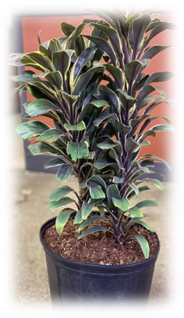 Potted green plant with variegated leaves indoors.
