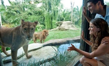 bali zooa