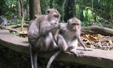 ubud-bali-tour