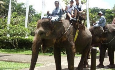bali elephant rides