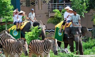 bali safari