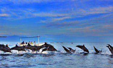 Bali Dolphin Watching Tour