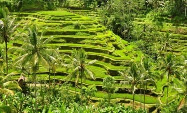 bali swingr