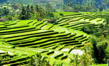 bali tour package