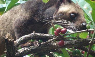 white-water-rafting-package