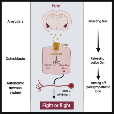 Osteoporosis stress response