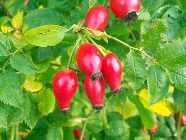 rosehip