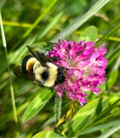Rusty Patched Bumble Bee on purple flower
