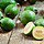Unexpected Exotic Fruits You Can Grow in a UK Garden