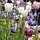 Companion Plants for Tulips: Perfect Partners for Your Spring Garden