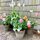 Types of Tulips: A Guide to Many Colourful Varieties