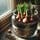 How To Plant Tulip Bulbs In Bowls That Have No Drainage