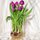 All You Need To Know About Growing Hydroponic Tulips