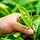 商標登録insideNews: Chinese beverage brand Molly Tea to appeal $15.2 million LV trademark ruling | Global Times