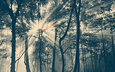 Stylized view of sunlight filtering through mist between tall trees in a dense forest.