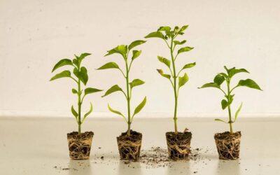 Legal Procedure for Plant Variety Registration in Peru