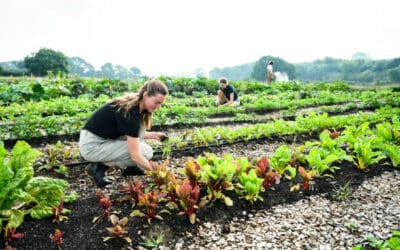 June – UK farms burst into life & keep farmers busy