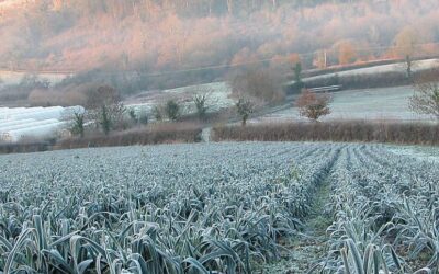 The Harder the Frost, the Finer the Flavour