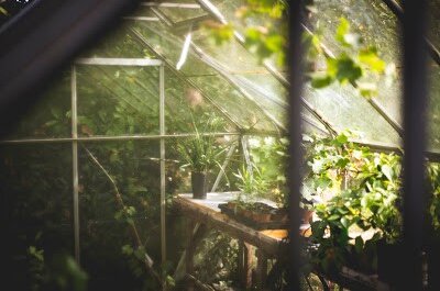 Old greenhouse