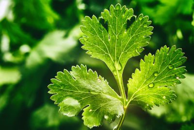 Recharge coriandre fraîche