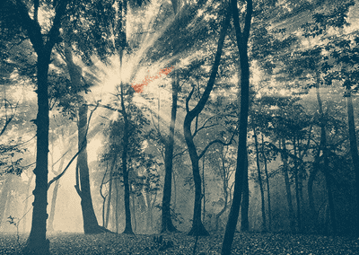 Stylized view of sunlight filtering through mist between tall trees in a dense forest.