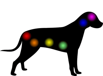chakra chien