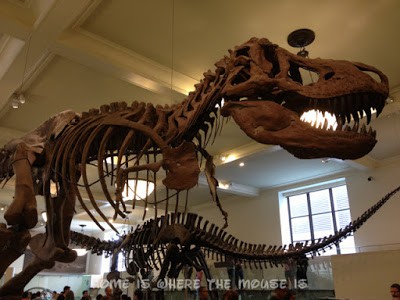 T-Rex skeleton T-Rex skeleton
