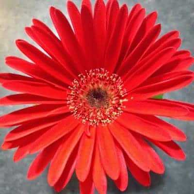 Gerbera’s in bloom