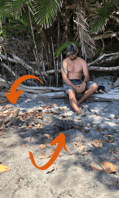 iguanas of manuel antonio state park