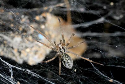 Is this a Hobo Spider? A positive I.D. "requires magnificaction. And even then, all you have is a good guess." says Rod Crawford, Curator of Arachnids at the Burke Museum in Seattle