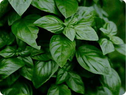 recharge basilic genovese