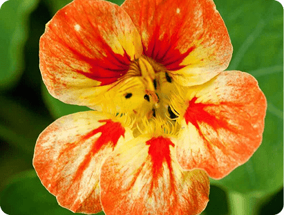 recharge fleur de capucine